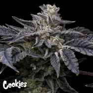 Cookies Seeds Pink Runtz X Hollywood