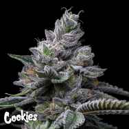 Cookies Seeds RS11 x Hollywood