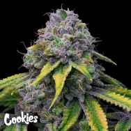 Cookies Seeds Sour Dubb x Hollywood