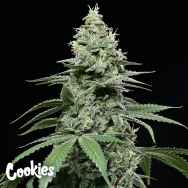 Cookies Seeds Sunset Pie