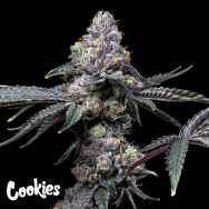 Cookies Seeds Sunset Sherb x Hollywood