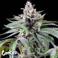 Cookies Seeds Sunsetz