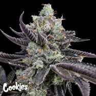 Cookies Seeds Tie Die