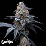 Cookies Seeds Trop Cookies x Hollywood