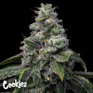 Cookies Seeds UK Cheese x Hollywood