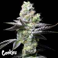 Cookies Seeds Wet Wet