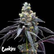 Cookies Seeds White Runtz x Hollywood