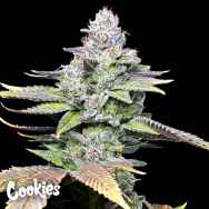 Cookies Seeds White Sherb