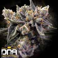 DNA Genetics Seeds Bruised Banana