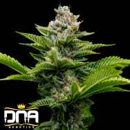 DNA Genetics Seeds Challah Cake