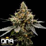 DNA Genetics Seeds Gaz Money