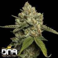 DNA Genetics Seeds Kosher Prophet