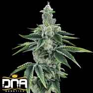 DNA Genetics Seeds Recon 2.0