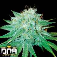 DNA Genetics Seeds The Stinking Rose