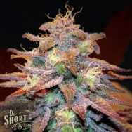 DJ Short Seeds Flo F5