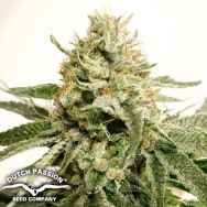 Dutch Passion Seeds Ice Cream Haze