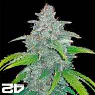 FastBuds Seeds Blue Dream'matic