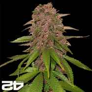 FastBuds Seeds C4-matic AUTO