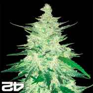 FastBuds Seeds CBD Auto 1:1 aka CBD CRACK