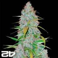 FastBuds Seeds Californian Snow AUTO