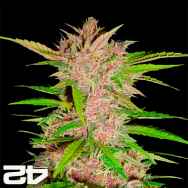 FastBuds Seeds Fastberry AUTO