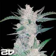 FastBuds Seeds Mexican Airlines AUTO