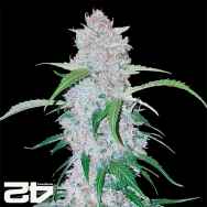 FastBuds Seeds Six Shooters AUTO