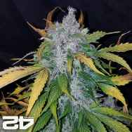 FastBuds Seeds Stardawg AUTO