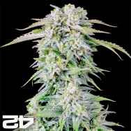 FastBuds Seeds Original Auto Afghan Kush