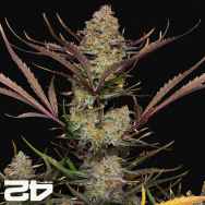 FastBuds Seeds Apple Strudel AUTO