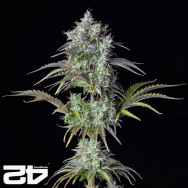 FastBuds Seeds Original Auto Big Bud