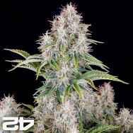 FastBuds Seeds Original Auto Cinderella