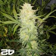 FastBuds Seeds Original Auto Critical