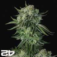 FastBuds Seeds Original Auto Moby Dick