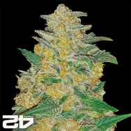 FastBuds Seeds Original Auto AK