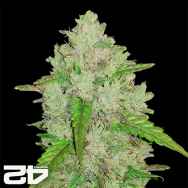 FastBuds Seeds Original Auto Amnesia Haze