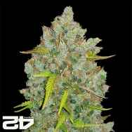 FastBuds Seeds Original Auto BubbleGum