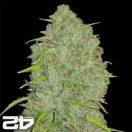 FastBuds Seeds Original Auto Jack Herer