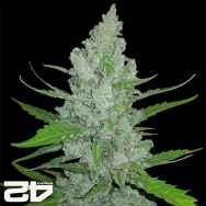 FastBuds Seeds Original Auto Sour Diesel