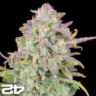 FastBuds Seeds Original Auto Trainwreck