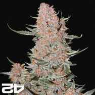 FastBuds Seeds Ztrawberriez AUTO