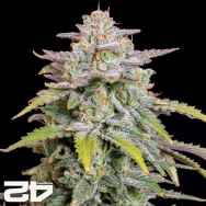 FastBuds Seeds Forbidden Runtz AUTO