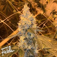 Fidels Genetics Garlic Grapes