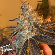 Fidels Genetics Peach Tart