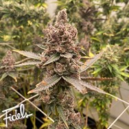 Fidels Genetics Tropicana Grape Cake