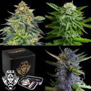 G13 Labs Seeds Collection Bundle - AUTOFLOWERING