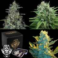 G13 Labs Seeds Collection Bundle - CLASSIC