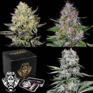 G13 Labs Seeds Collection Bundle - DESSERT