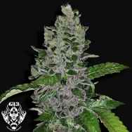 G13 Labs Seeds Frozen Afghan Mintz