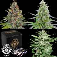 G13 Labs Seeds Collection Bundle - FRUITY